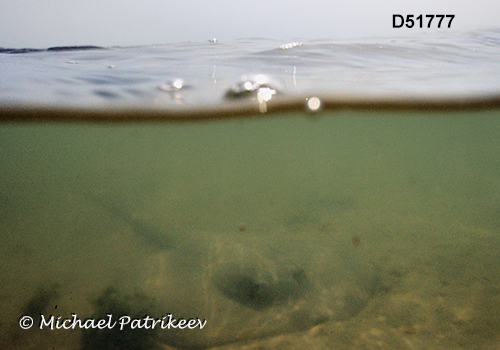 Caribbean Whiptail Stingray (Styracura schmardae)